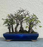 Japanese iep bonsai (Zelkova) - Hoogte (boom): 24 cm -