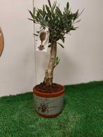Olijf bonsai (Olea europaea) - Hoogte (boom): 42 cm - Diepte, Antiek en Kunst, Curiosa en Brocante