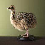 Struisvogel Jong Taxidermie Opgezette Dieren By Max, Ophalen of Verzenden, Nieuw, Vogel, Opgezet dier