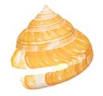 Afrikaanse regenboogslak Taxidermie wandmontage -, Verzamelen, Nieuw