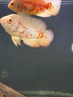 AANBIEDING! Astronotus Ocellatus Super Red Chili, Dieren en Toebehoren, Vissen | Aquariumvissen, Vis, Zoetwatervis