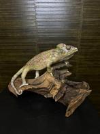 Kameleon Taxidermie Opgezette Dieren By Max, Nieuw, Opgezet dier, Ophalen of Verzenden, Reptiel of Amfibie