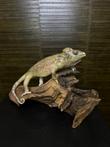 Kameleon Taxidermie Opgezette Dieren By Max