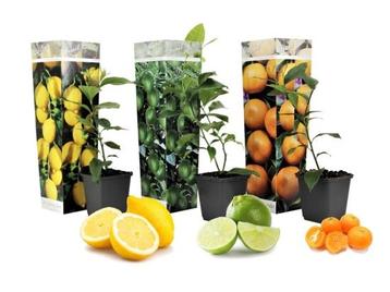 Set van 3 citrusboompjes beschikbaar voor biedingen