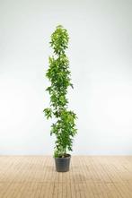 Liquidambar styraciflua Slender Silhouette beveerd 16/18
