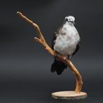 Tamboerijnduif Taxidermie volledige montage - Turtur, Nieuw