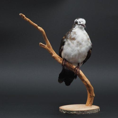 Tamboerijnduif Taxidermie volledige montage - Turtur, Verzamelen, Dierenverzamelingen