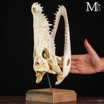 Siamese krokodillenschedel op houten standaard - Taxidermie