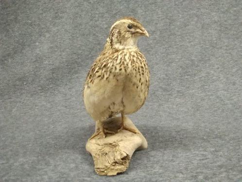 Japanse kwartel Taxidermie volledige montage - Coturnix, Verzamelen, Dierenverzamelingen