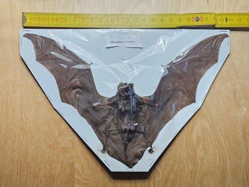 Vleermuis / vliegende vos Taxidermie volledige montage -, Verzamelen, Dierenverzamelingen