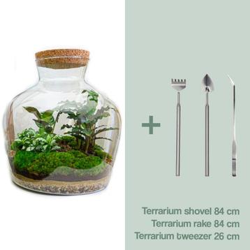 DIY terrarium -  Fat Joe -  30 cm beschikbaar voor biedingen