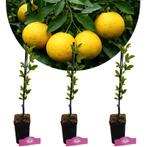 Citrus citrumelo + Pot 9cm 3 stuks, Tuin en Terras, Planten | Fruitbomen, Verzenden, Volle zon