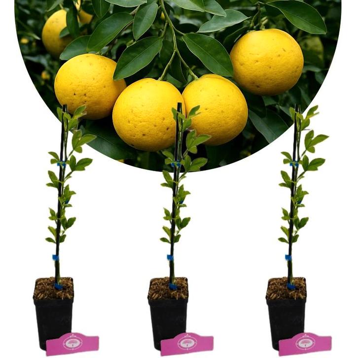 Citrus citrumelo + Pot 9cm 3 stuks, Tuin en Terras, Planten | Fruitbomen, Volle zon, Verzenden