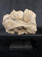 Sumatraanse neushoorn - Fossiele tanden - Dicerorhinus