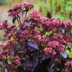 Sedum Purple Emperor - Wortelgoed - 5 stuks, Tuin en Terras, Planten | Tuinplanten, Verzenden