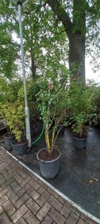 Syringa vulgaris Charles Joly Sering 175cm Paars rood, Tuin en Terras, Ophalen