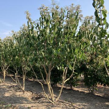 Zevenzonenboom meerstammig beschikbaar voor biedingen