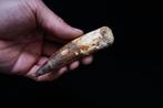 Enorme Spinosaurus - Fossiele tand - Spinosaurus aegyptiacus