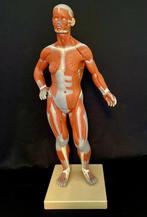 Anatomisch model - somso-plast - 1980-1990 - Anatomisch, Antiek en Kunst