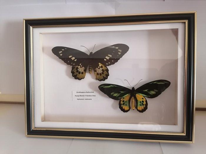 Vlinder Taxidermie wandmontage - Ornithoptera, Antiek en Kunst, Curiosa en Brocante