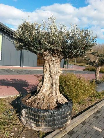 Reuze Olijfboom Olea 300 cm XXXL beschikbaar voor biedingen