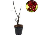 Rode aalbes Rovada, Verzenden, Halfschaduw