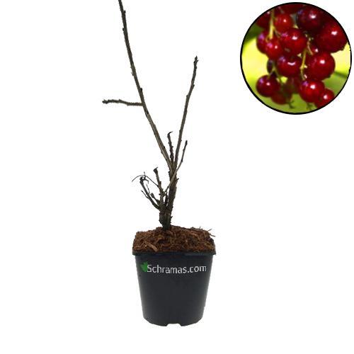 Rode aalbes Rovada, Tuin en Terras, Planten | Fruitbomen, Halfschaduw, Verzenden