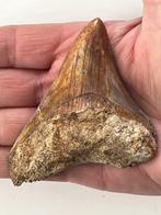 Megalodon tand 9,0 cm - Fossiele tand - Carcharocles