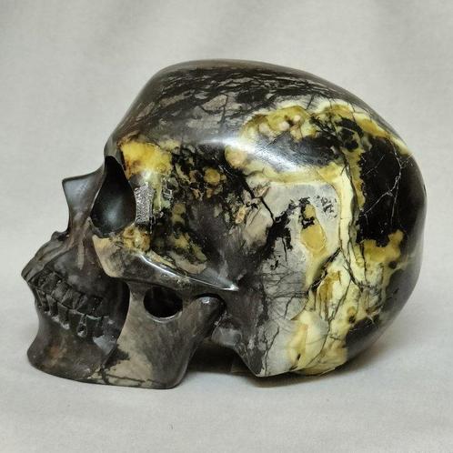Geen reserveprijs! - Uitzonderlijke schedelgrootte, met de, Verzamelen, Mineralen en Fossielen