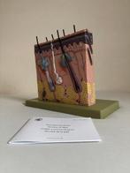 Anatomisch model - somsoplast - 2010-2020 - Somso huidmodel