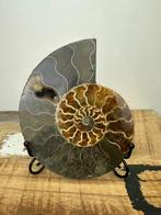 Ammoniet - Gefossiliseerde schelp - Aioloceras (Cleoniceras)