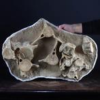 Zeldzaam - Plesiosaurus Dolichodeirus Wervel - Fossiel, Verzamelen, Mineralen en Fossielen