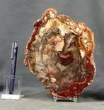 Mooie en decoratieve fossielhout op standaard - gepolijst