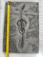 Zeereptiel - Gefossiliseerd dier - Keichousaurus - 29.3 cm -