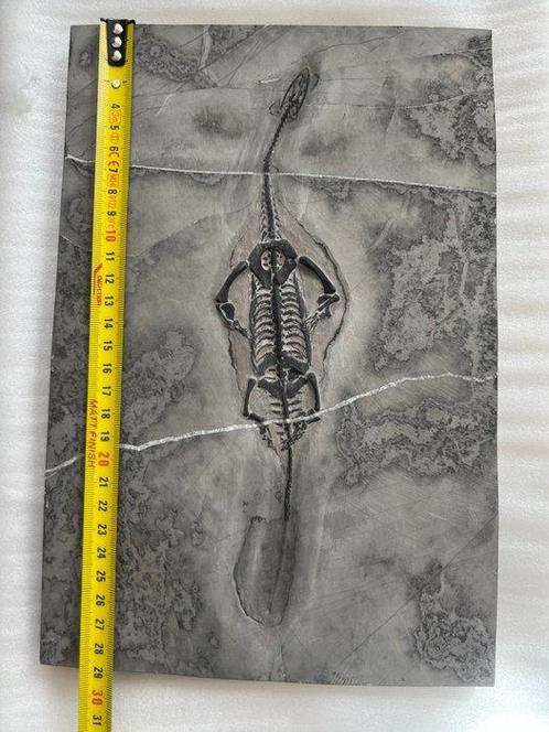 Zeereptiel - Gefossiliseerd dier - Keichousaurus - 29.3 cm -, Verzamelen, Mineralen en Fossielen