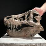 GEEN RESERVEPRIJS - Replica van Dinosaurusschedel -, Verzamelen, Nieuw