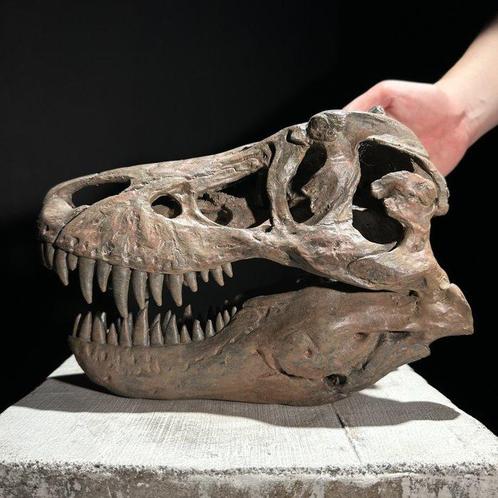 GEEN RESERVEPRIJS - Replica van Dinosaurusschedel -, Verzamelen, Dierenverzamelingen