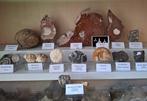 Fossiliëncollectie ca. 20 stuks - Fossiele matrix (Zonder