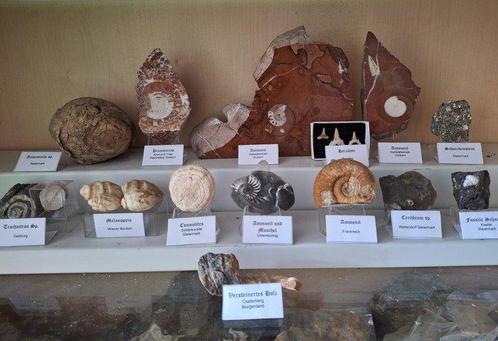 Fossiliëncollectie ca. 20 stuks - Fossiele matrix (Zonder, Verzamelen, Mineralen en Fossielen
