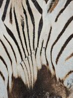 Zebra Taxidermie volledige montage - Equus quagga - 300 cm -, Nieuw