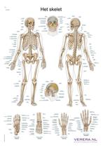 Anatomie poster skelet (Nederlands/Latijn, papier, 50x70 cm), Nieuw, Verzenden
