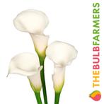 The Bulb Farmers - 10 x Calla Ivory Elegance - wit, Tuin en Terras, Bloembollen en Zaden, Bloembol, Verzenden