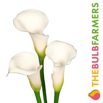 The Bulb Farmers - 10 x Calla Ivory Elegance - wit