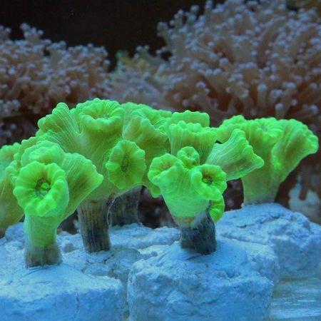 Caulastrea spp (Ultra Green) L (6-7 koppen), Dieren en Toebehoren, Vissen | Aquaria en Toebehoren, Ophalen of Verzenden