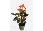 Flamingoplant - Anthurium Madural Orange P17, Huis en Inrichting, Kamerplanten, Verzenden