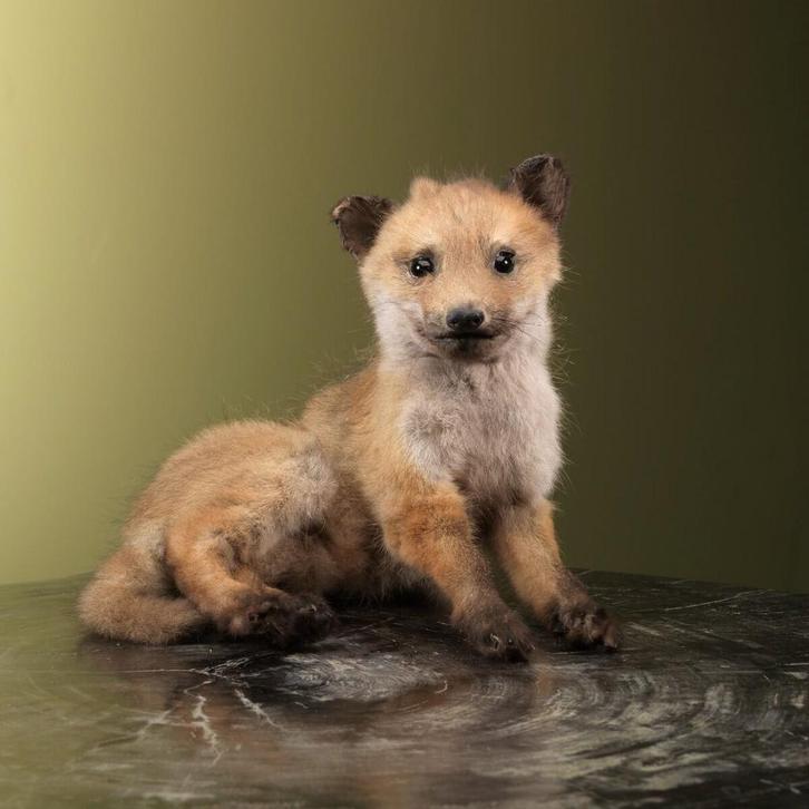 Jonge Vos Taxidermie Opgezette Dieren By Max, Verzamelen, Dierenverzamelingen, Opgezet dier, Nieuw, Wild dier, Ophalen of Verzenden