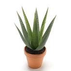 Kunstplant aloe vera groen in terracotta pot 23 cm  - Over.., Ophalen of Verzenden