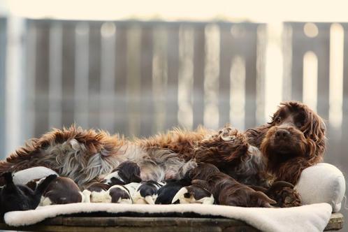 Engelse Cocker Spaniël - Belgische fokker, Dieren en Toebehoren, Honden | Retrievers, Spaniëls en Waterhonden, Meerdere, Meerdere dieren
