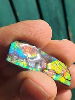 Ammoliet - Fossiel fragment - Placenticeras - 3.6 cm - 1.31