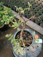 Wisteria bonsai - Hoogte (boom): 35 cm - Diepte (boom): 40, Antiek en Kunst
